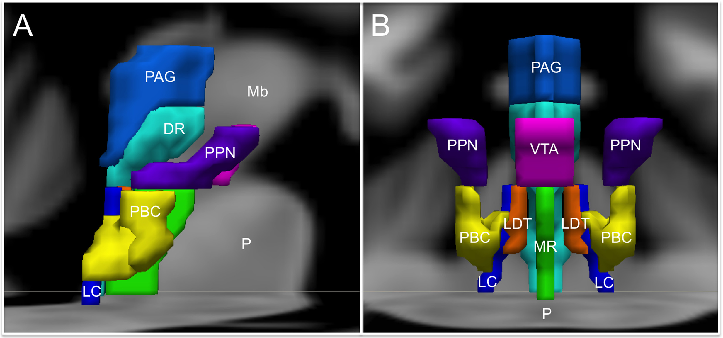 Sagittal view of the human brainstem with the nuclei involved in emotion labelled, including the hypothalamus, periaqueductal gray, and raphe nuclei.