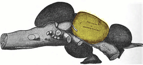 Dorsal view of a cod brain with the optic tectum, the large paired midbrain domes that Feinberg and Mallatt identify as the seat of primary consciousness in early vertebrates.