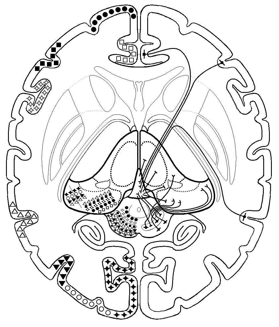 Bjorn Merker's own diagram of the global best estimate buffer, showing sensory, motivational and motor inputs converging on a running best estimate of the organism's circumstances.